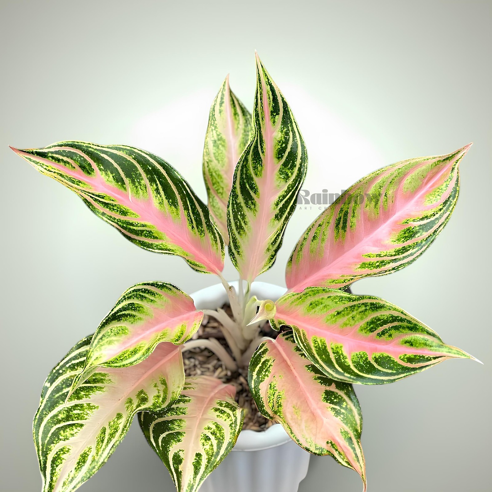 Aglaonema Pink Sunset Beatiful Ornamental Plant