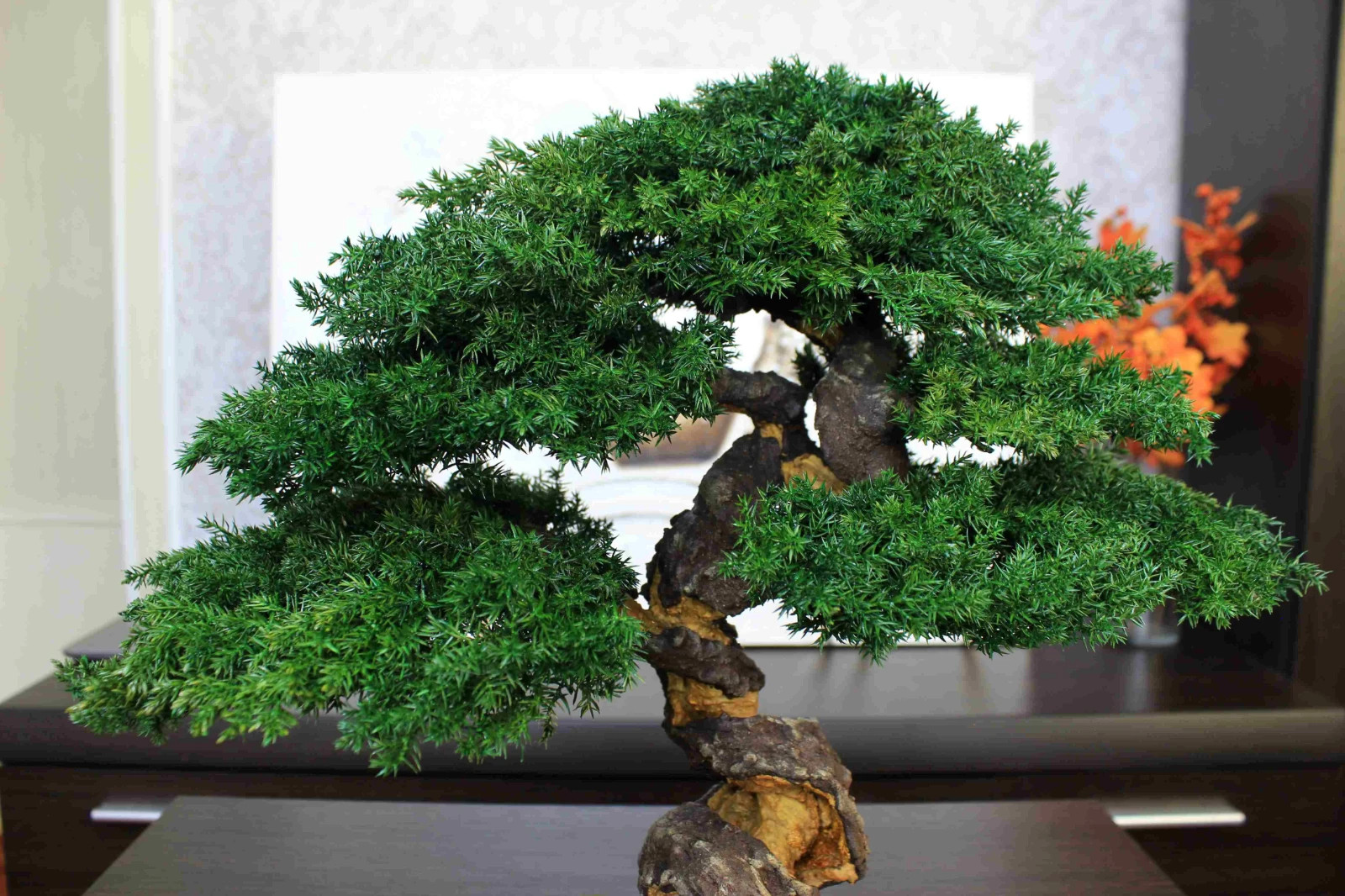 Exclusive Preserved Juniper Bonsai – Interior Art Sculpture. 40 cm / 15.75″