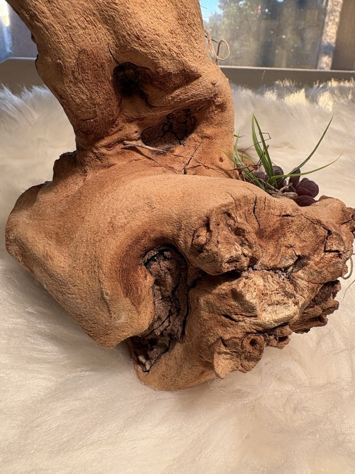 Grapewood Branch Natural Rare Piece Decorative With Colored Succulent Grass