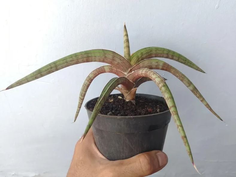 Sansevieria Rhodesiana Pink Mature Rare Uniqe Snake Plant