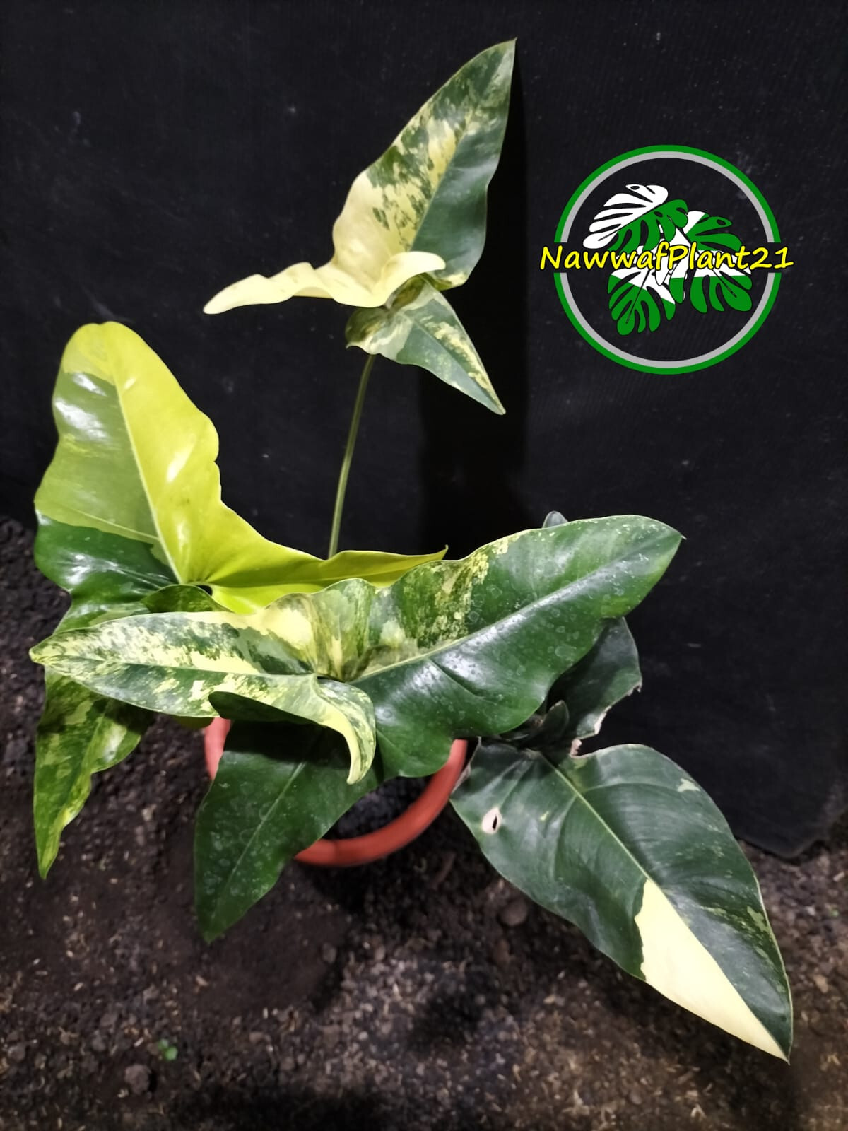 Thaumatophyllum Angela Variegated Size Large Lush Leaf Real Picture