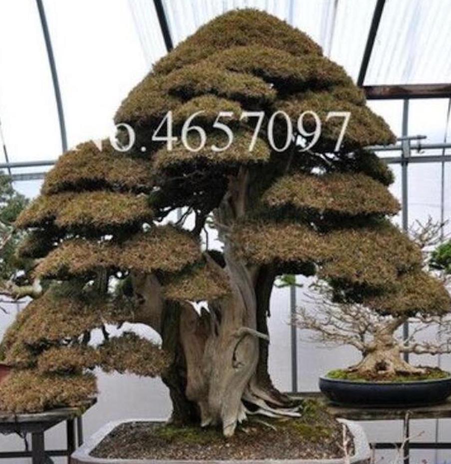 (10) BONSAI PINE TREE SEEDS rare exotic home garden mini dwarf USA SELLER TRACK