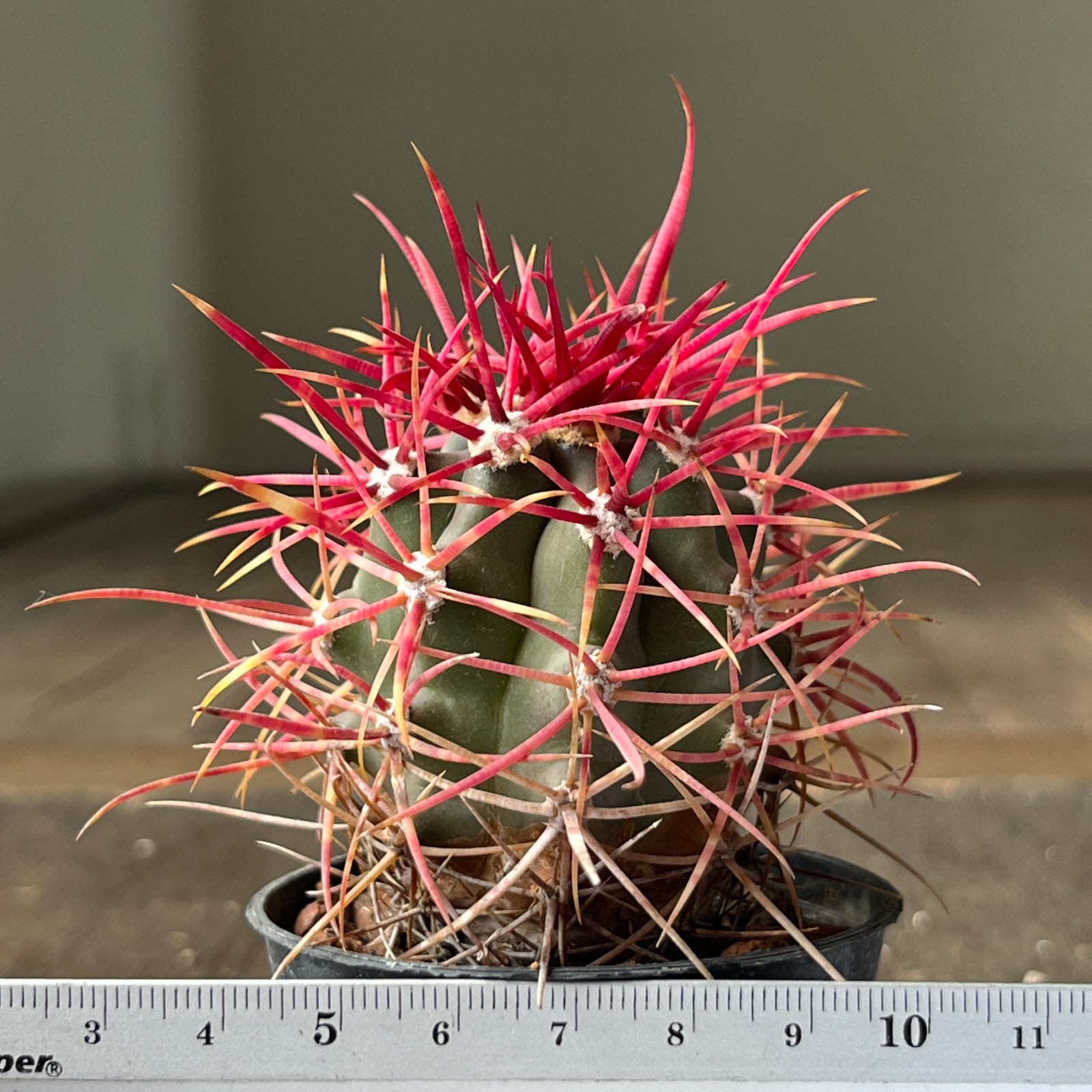 A40-2000 Ferocactus gracilis, BKLM1000, Baja Cal. Mex, own root