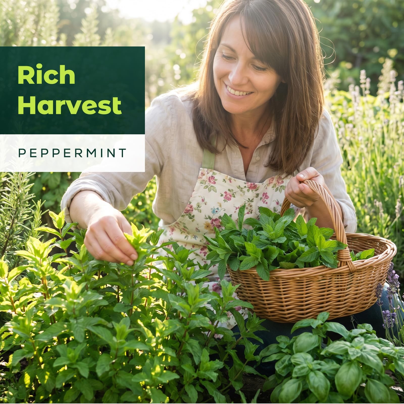3000 Peppermint Seeds for Planting Indoors & Outdoors –