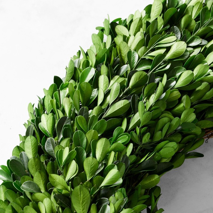 Preserved Boxwood Wreath-Williams Sonoma|38311
