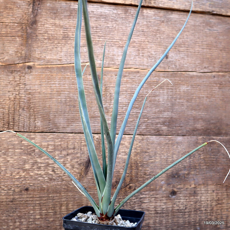 D1161 DRACAENA SERRULATA pot10-H32-W25 cm MaMa Cactus