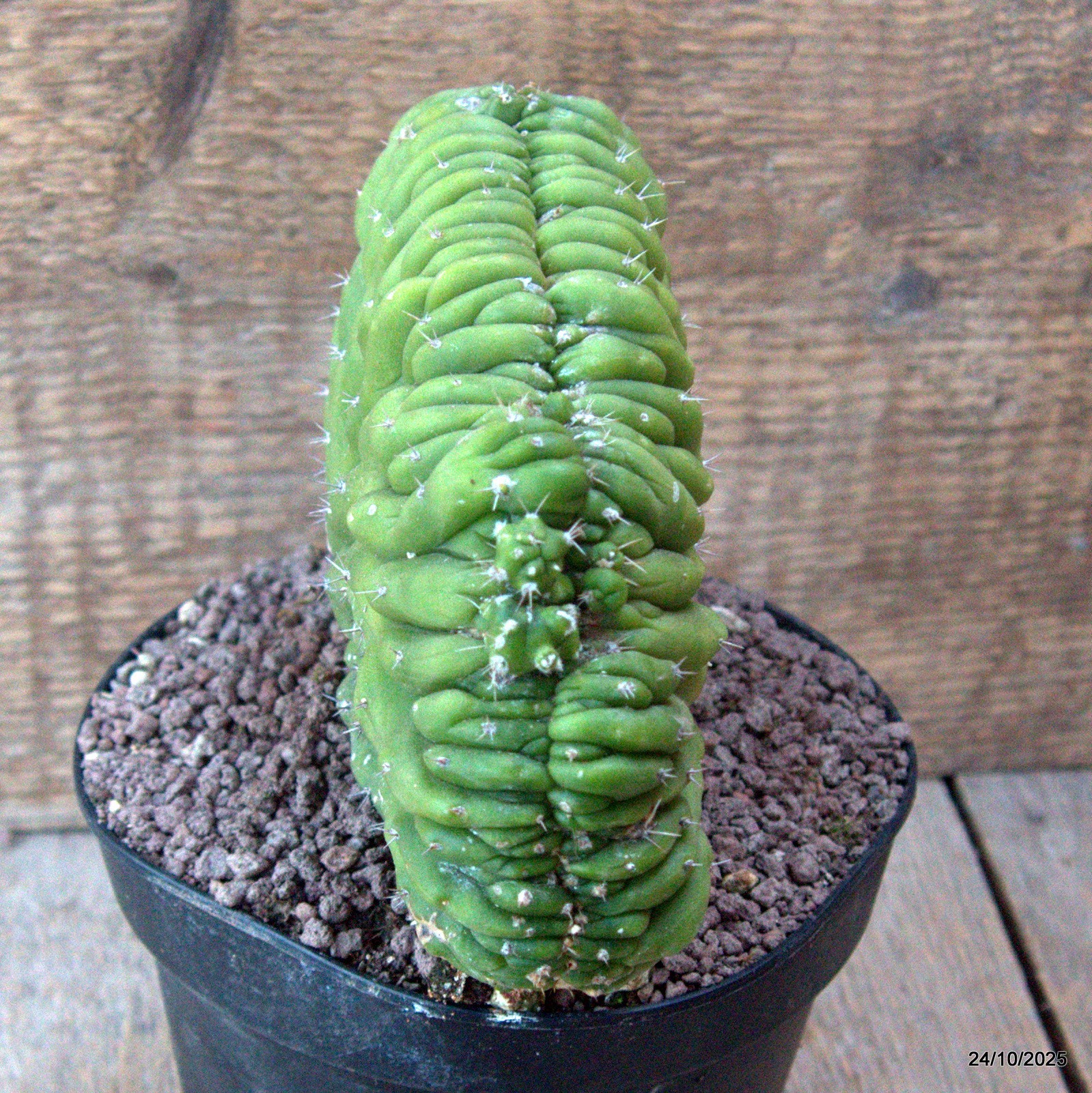 D7177 CEREUS PACHA. CRESTED pot14-H13-W18 cm MaMa Cactus