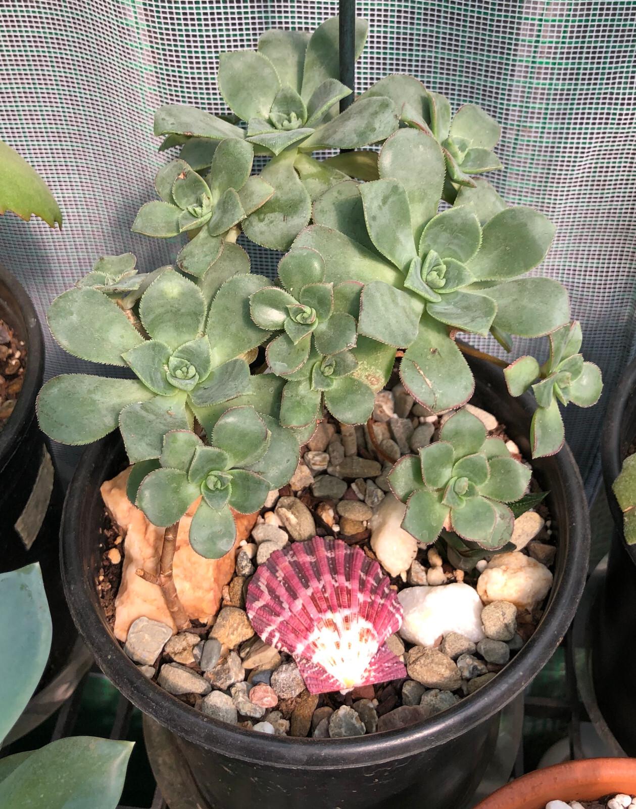 Rose Shaped Succulent – Fully Rooted – 2 inch pot – FREE SHIPPING!!!