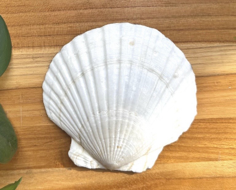 Chinoiserie Blue and White Floral Clam Shell Scallop Chinoiserie Home Decor