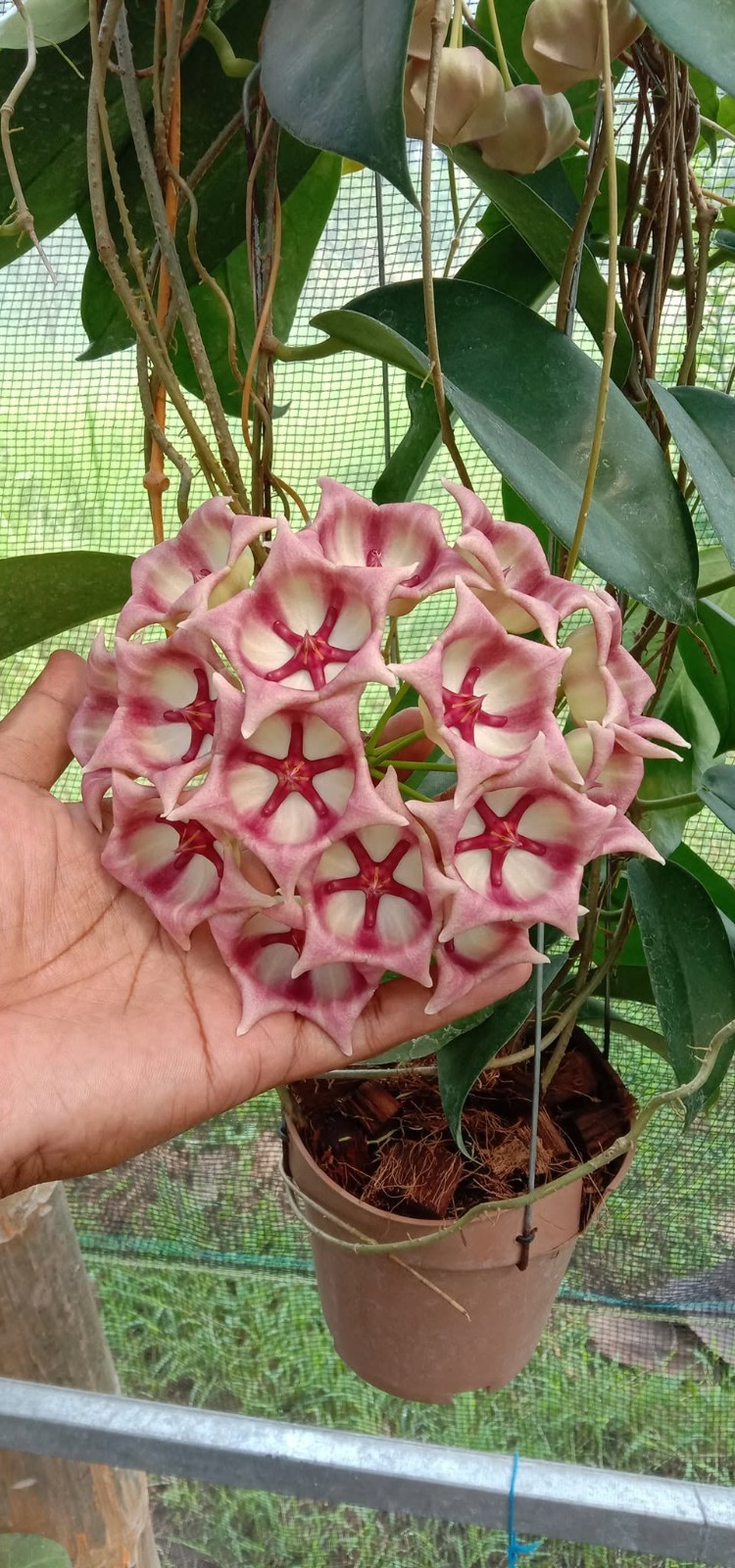 Hoya archboldiana pink Rare Variegated, Real Picture, Aroid Houseplant