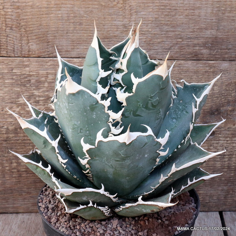D3112 AGAVE TITANOTA COMPACT FORM pot18-H22-W265 cm MaMa Cactus