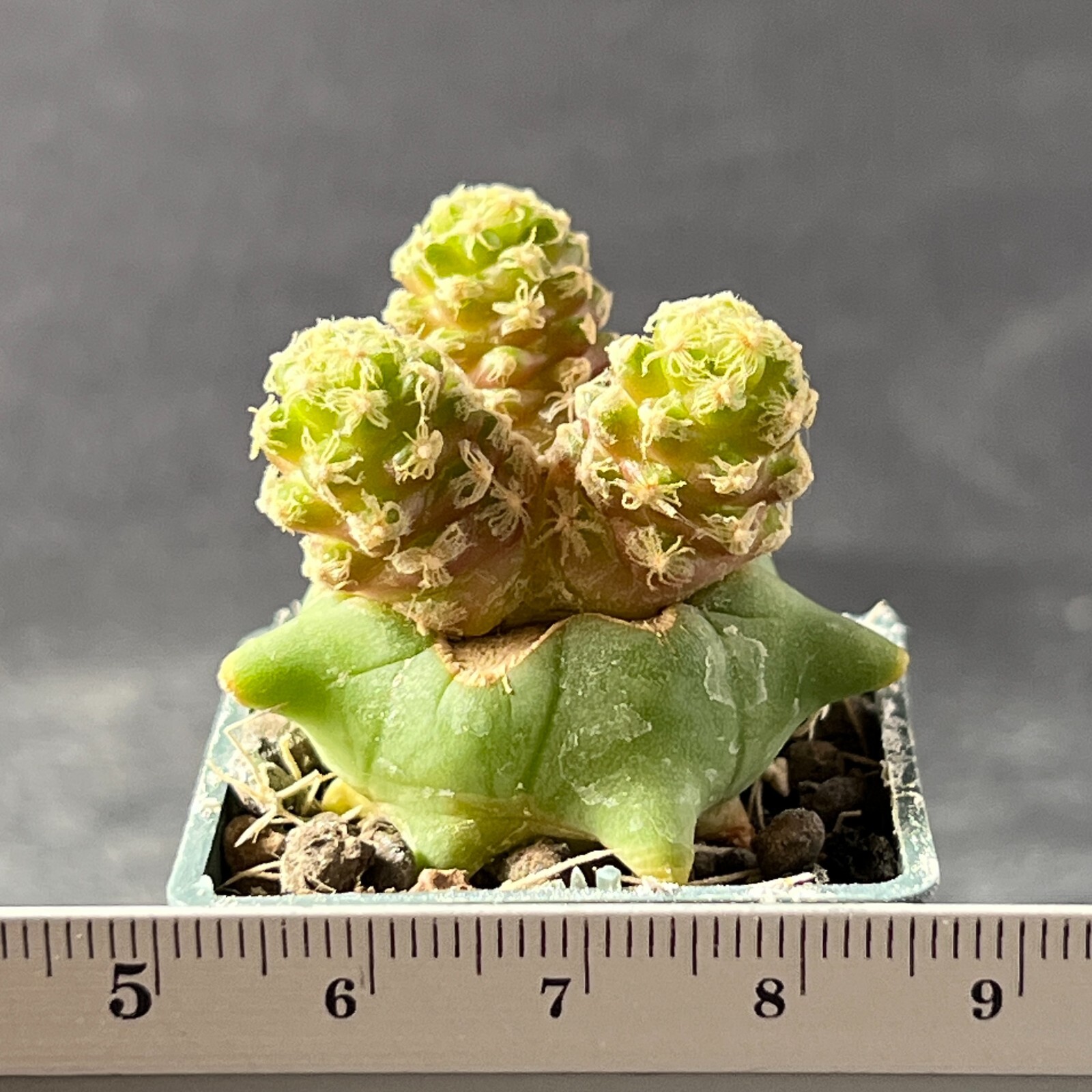 A3-1529. Mammillaria theresae f. ‘short spines’ (Grafted)
