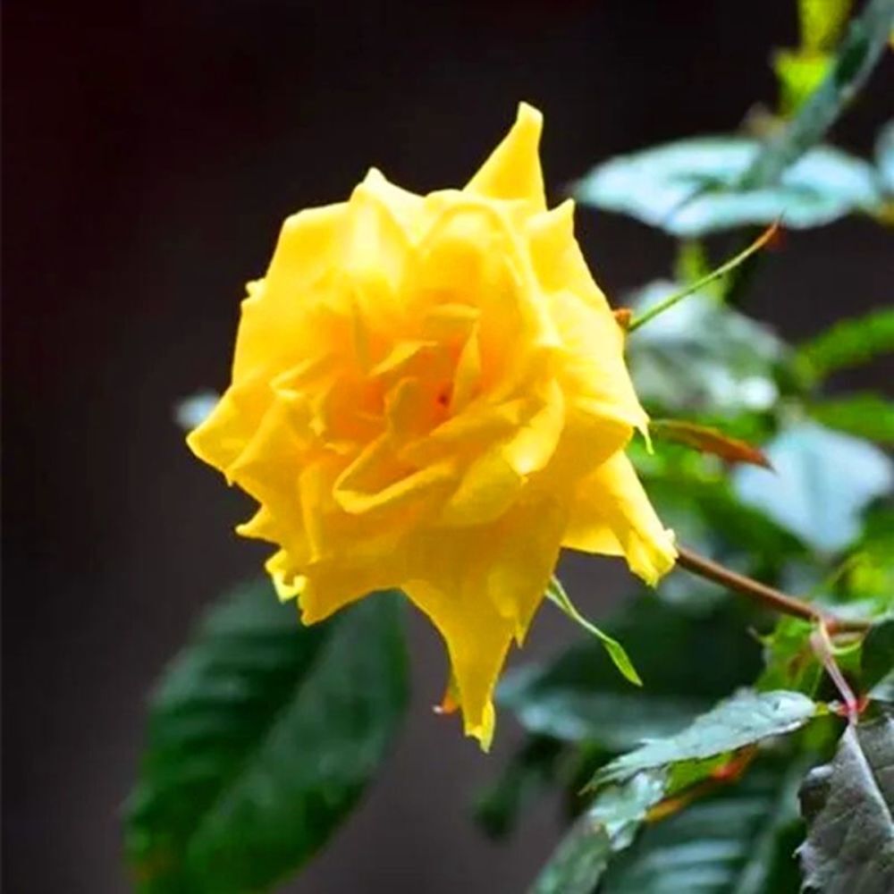 (10) ROSE SEEDS RARE exotic perennial flower garden bush tea USA SELLER W/TRACK