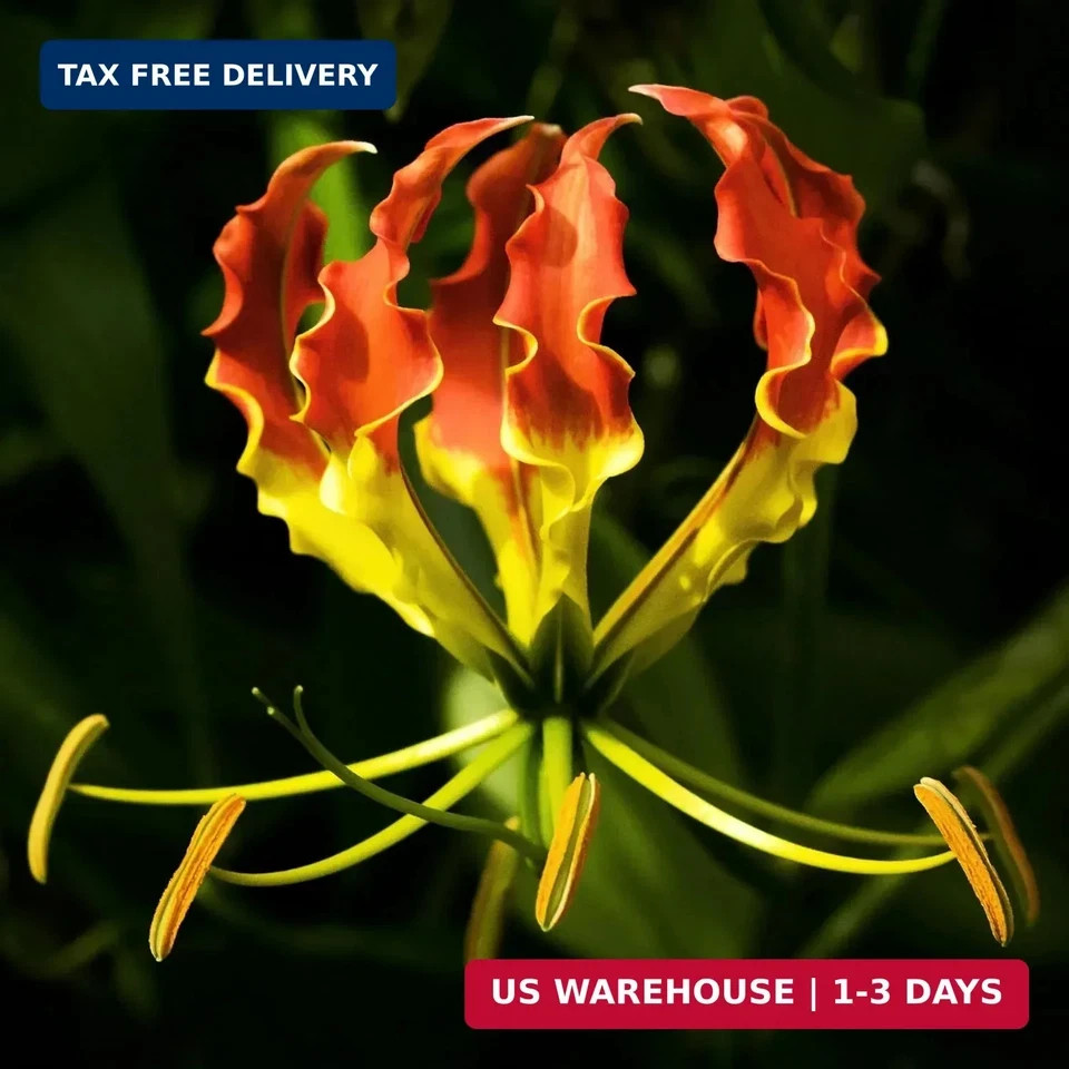 30+ Flame Lily Seeds for Planting, Gloriosa superba Glory Lily Climbing Vine wit