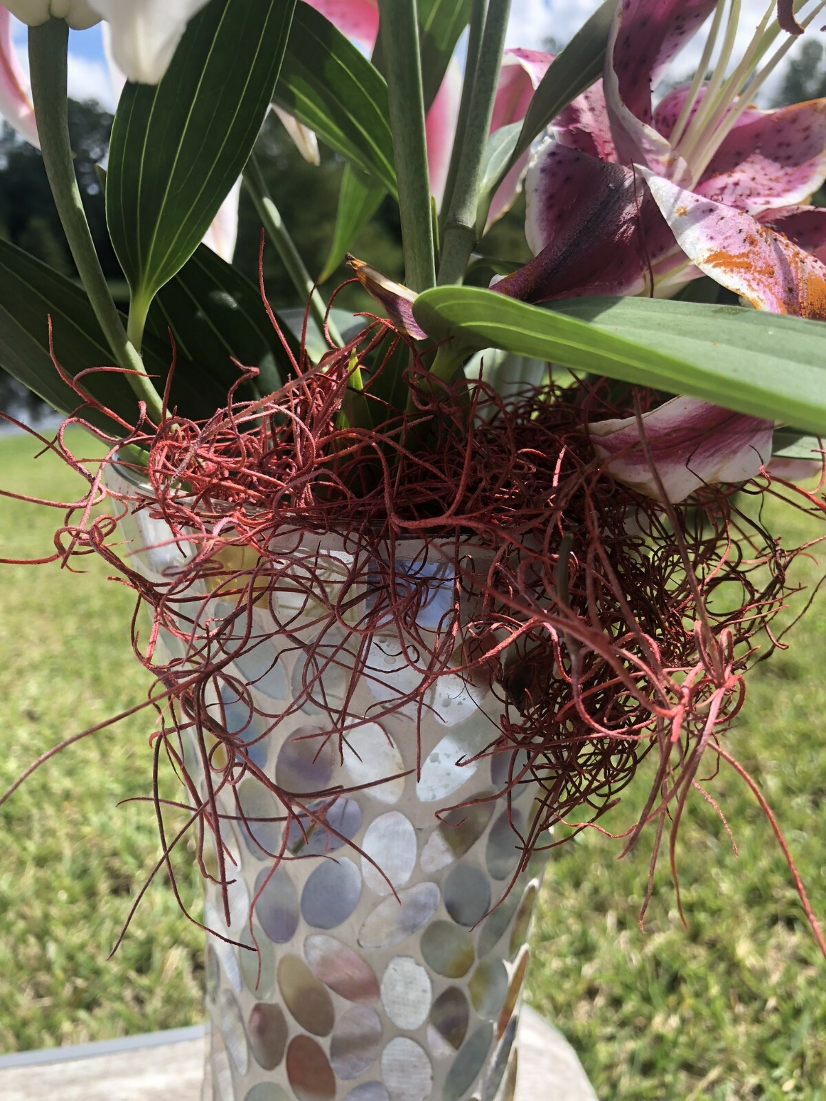 Fresh Florida Dried RED Spanish Moss: 1 Gallon size, Air Plant, Florist, Craft