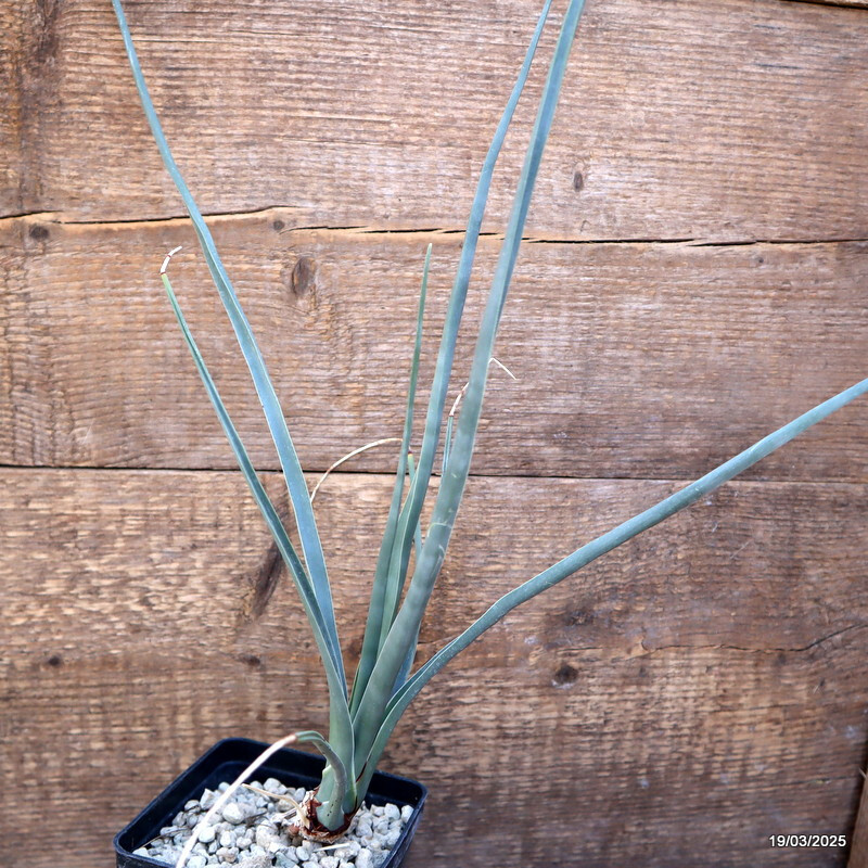 D1161 DRACAENA SERRULATA pot10-H32-W25 cm MaMa Cactus