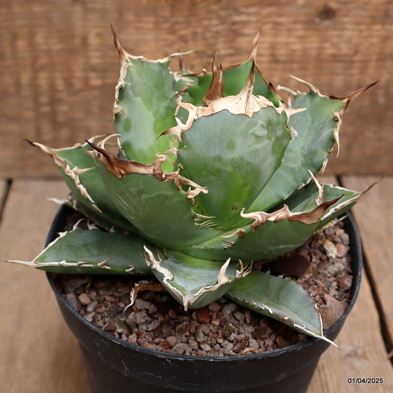 D117 AGAVE TITANOTA pot14-H11-W15 cm MaMa Cactus