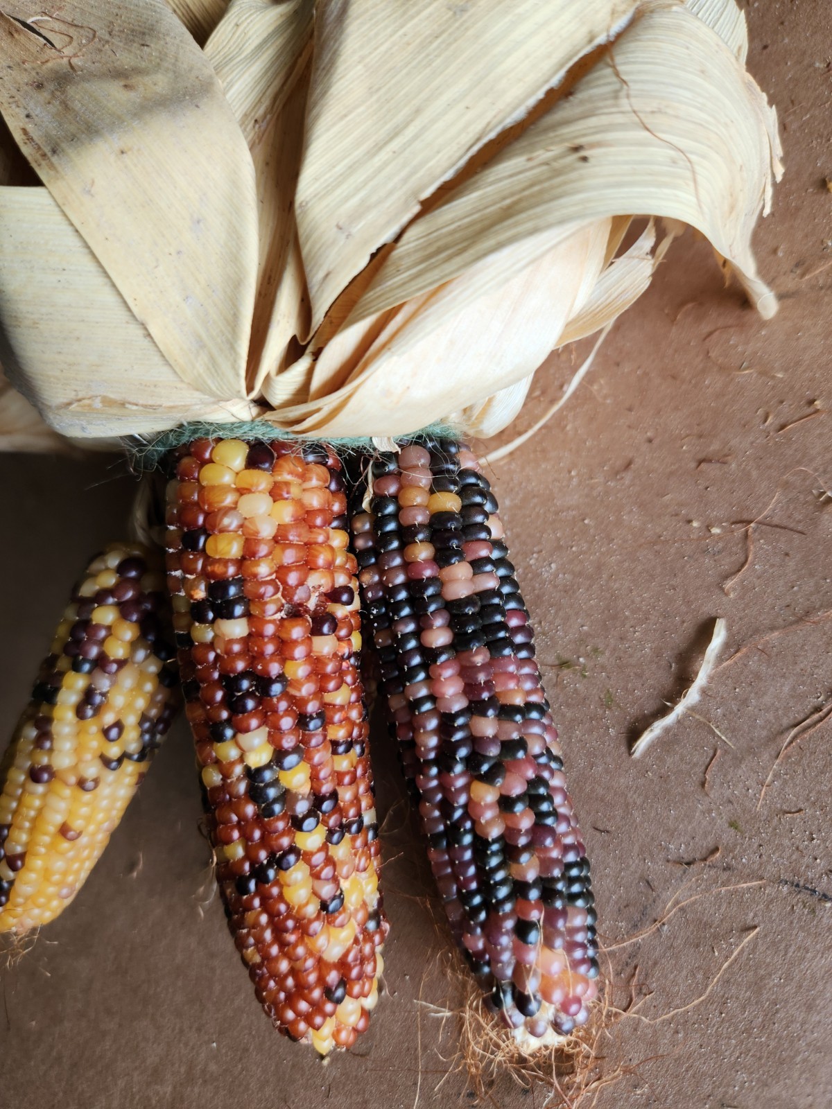 Mini Indian Corn, Approx 5″ Long – Thanksgiving, Fall, Decor, Small #6
