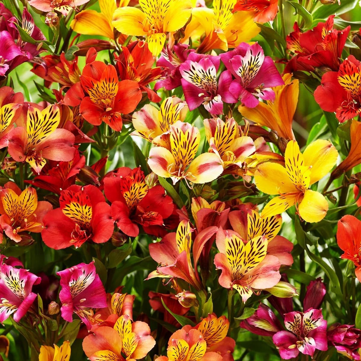 30+ Mixed Alstroemeria Seeds for Planting Outdoors-Perennial Peruvian