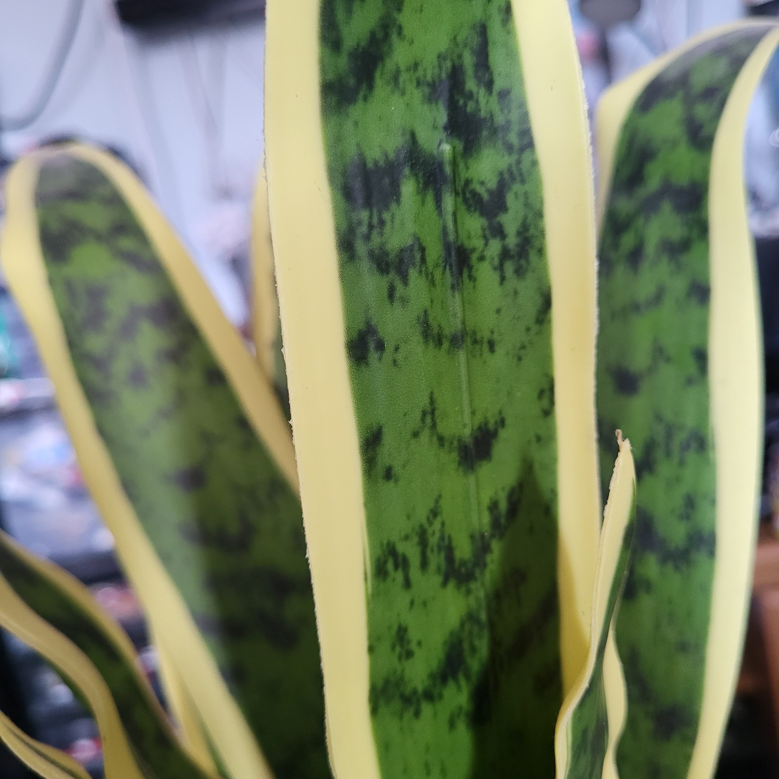 Artificial Snake Plant Potted, Sansevieria (Real Looking) 20″ Tall Porcelain Pot