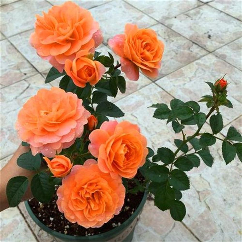 (10) ROSE SEEDS RARE exotic perennial flower garden bush tea USA SELLER W/TRACK