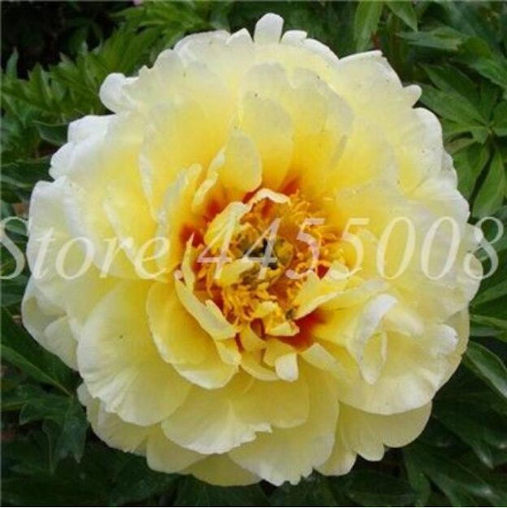 (10) PEONIES SEEDS rare exotic flower bloom home garden USA SELLER W/TRACKING