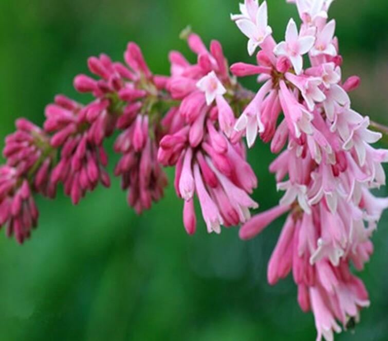 (10) LILAC SEEDS perennial flower rare exotic garden bed plant USA SELLER TRACK