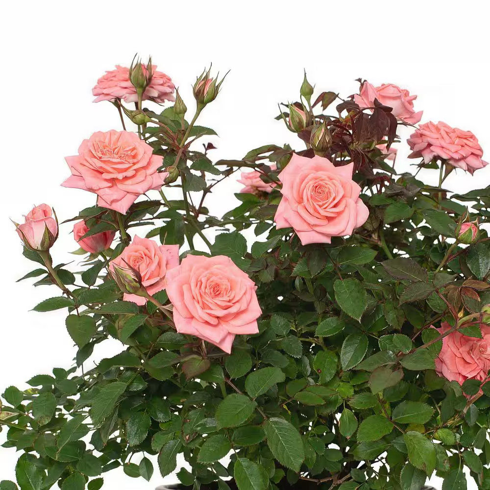 4 In. Cupcake Mini Rose with Pink Flowers (16-Pack)