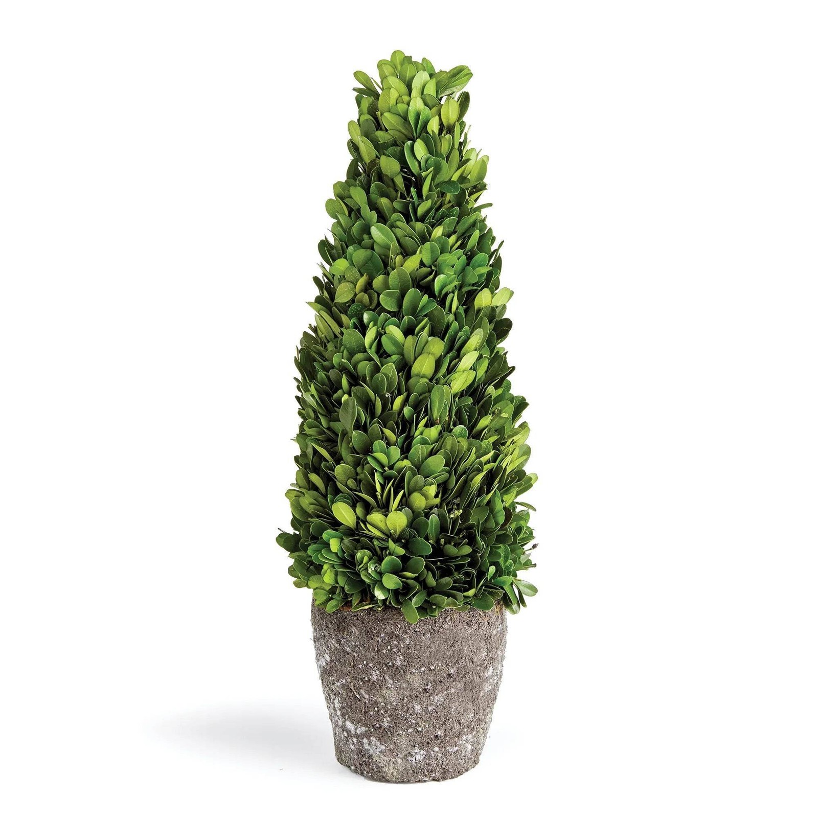 Boxwood Cone Topiary Drop-In 16″