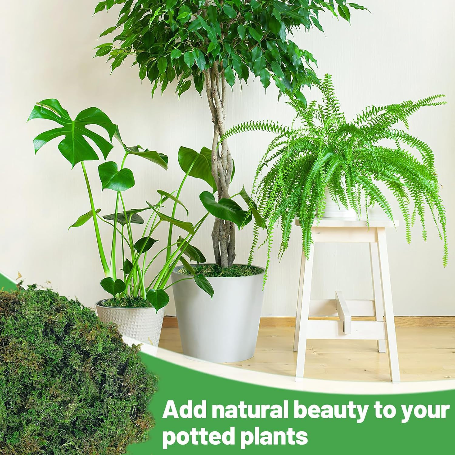 35Oz Jumbo Pack Natural Green Moss for Plants Indoor – Bulk Dried Forest Real Mo