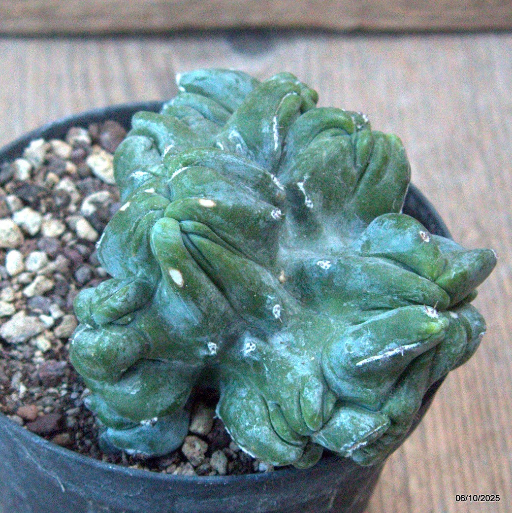 D6888 MYRTILLOCACTUS GEOMETRIZANS CRESTED pot10-H7-W9 cm MaMa Cactus