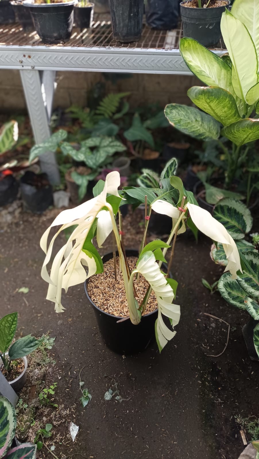 Real Picture Monstera Albo Halfmoon Variegated Mature Size 6 Leaves