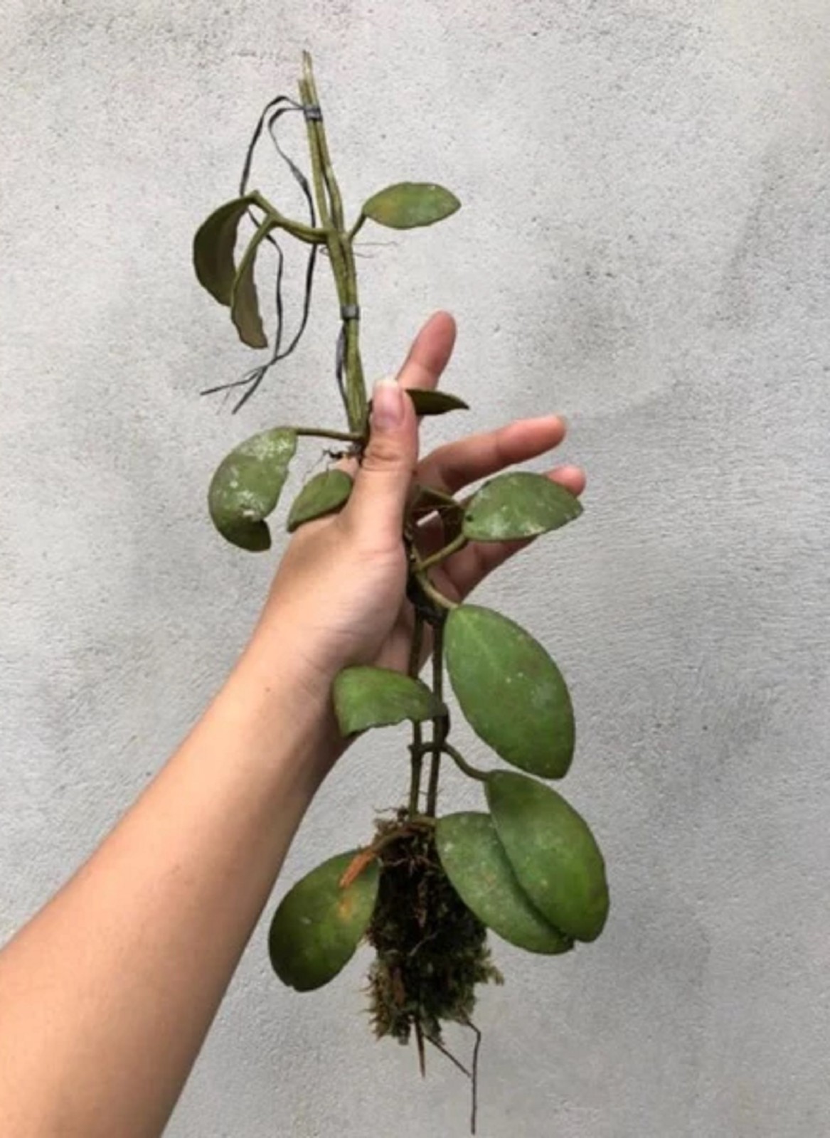 Hoya Waymaniae Rare Tropical Wax Plant Easy Care Indoor Houseplant
