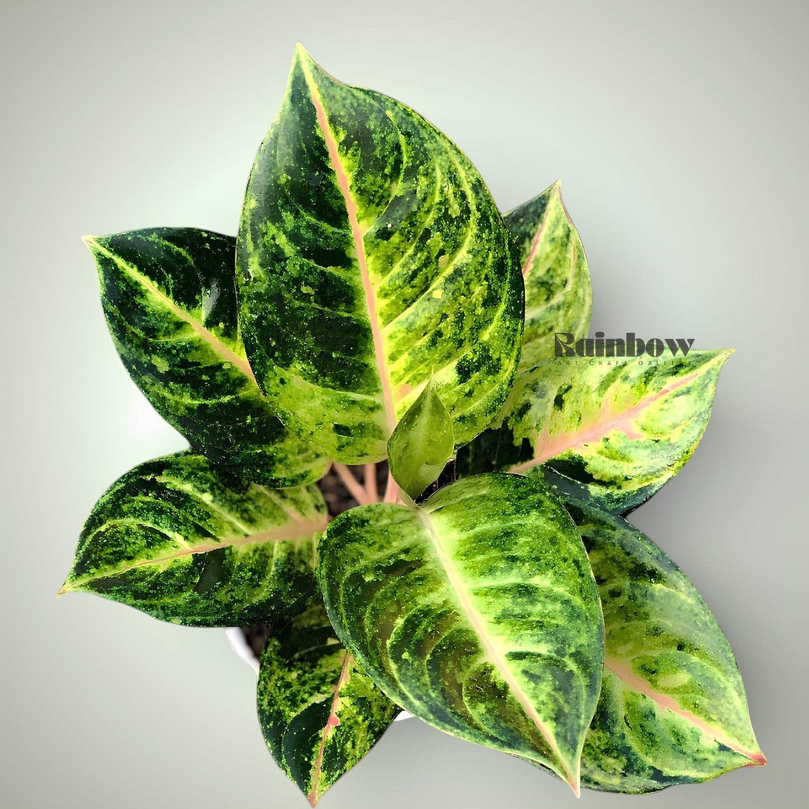 Aglaonema Golden Siam Beatiful Ornamental Plant
