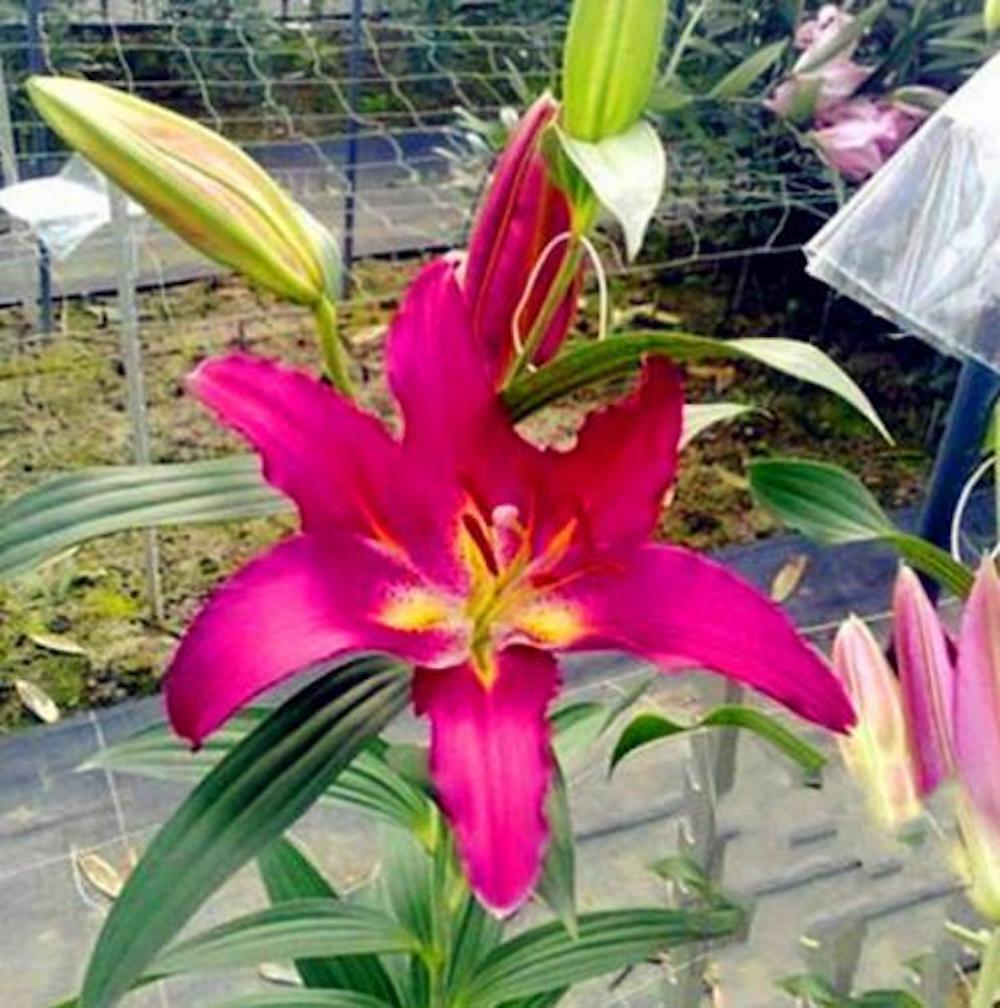(10) LILY SEEDS rare exotic flower bloom home blossom garden USA SELLER W/TRACK