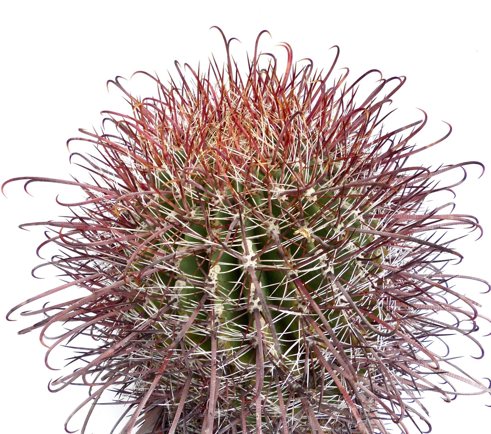 Ferocactus wislizenii v. herrerae (Sinaloa, MEXICO) 2-4cm | Fishhook barrel cact