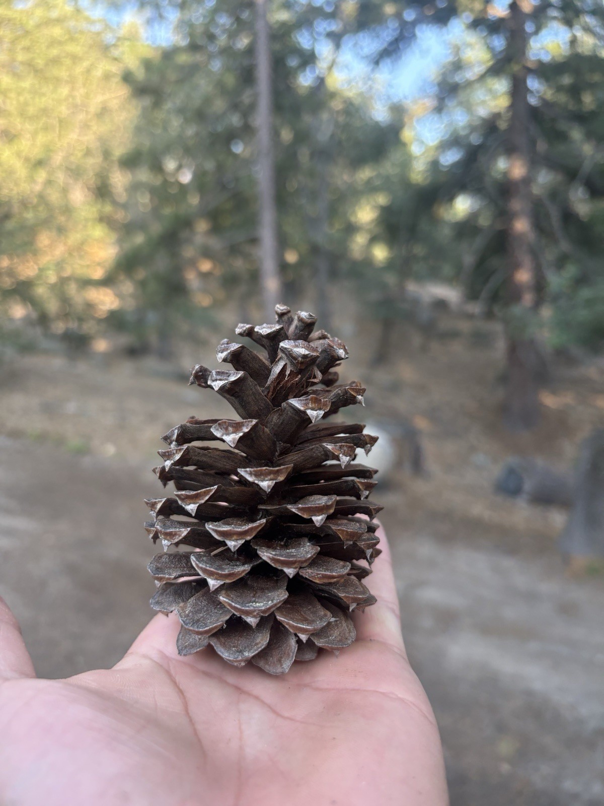 Organic Pinecones Handpicked California -Grown for Crafts and Decor