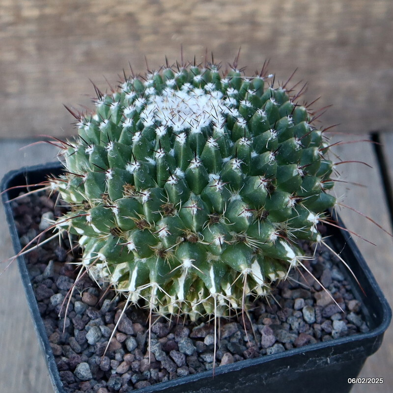A6577 MAMMILLARIA SPINOSISSIMA pot10-H8-W9 cm MaMa Cactus