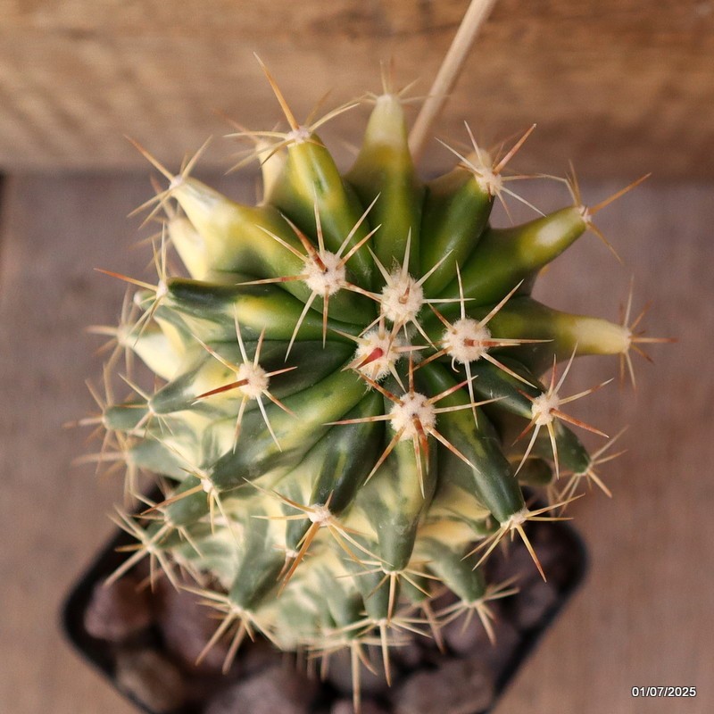 D4981 FEROCACTUS HYBRID VARIEGATED pot9-H22-W8 cm MaMa Cactus