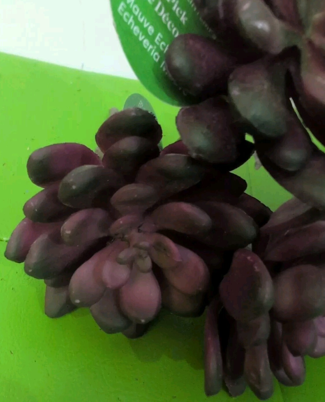 Artificial Mauve Succulents Echeveria (7) Picks Spring