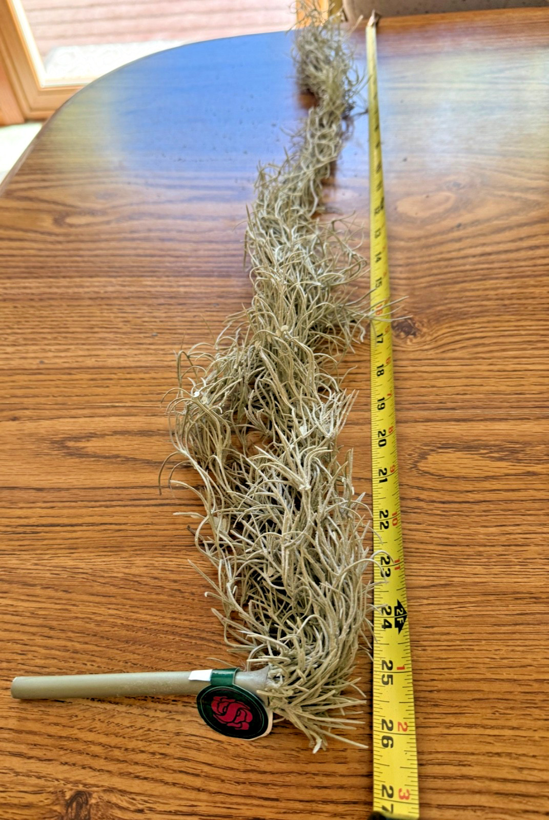 Dried Spanish Moss – potted plant filler, fairy gardens, crafts 26” long – NEW