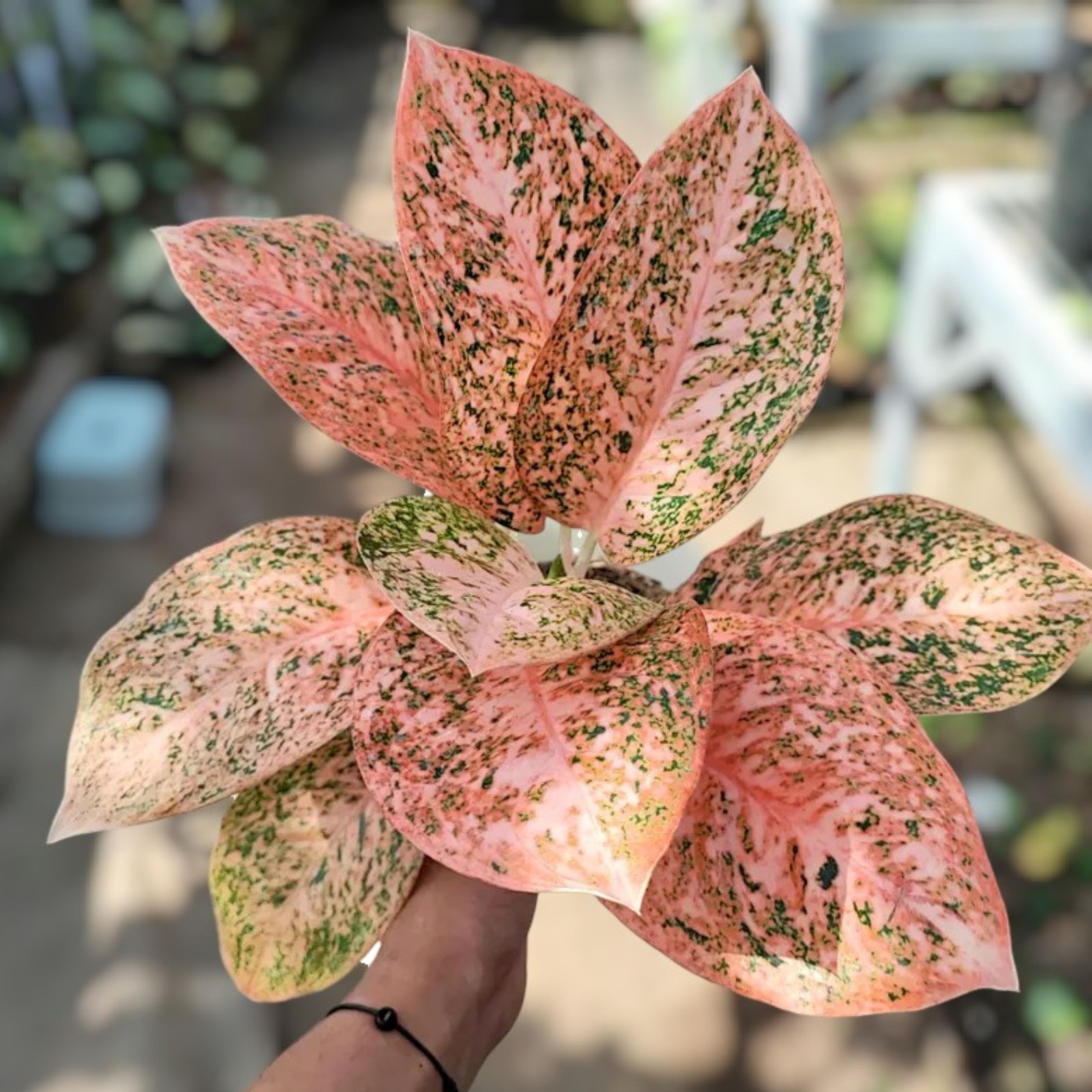 Aglaonema Stardust Orange Variegated Ornamental Plant