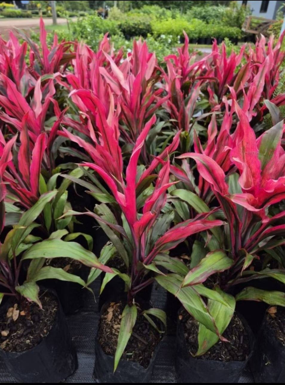 Cordyline fruticosa 2cuttings, 10-12 inches long