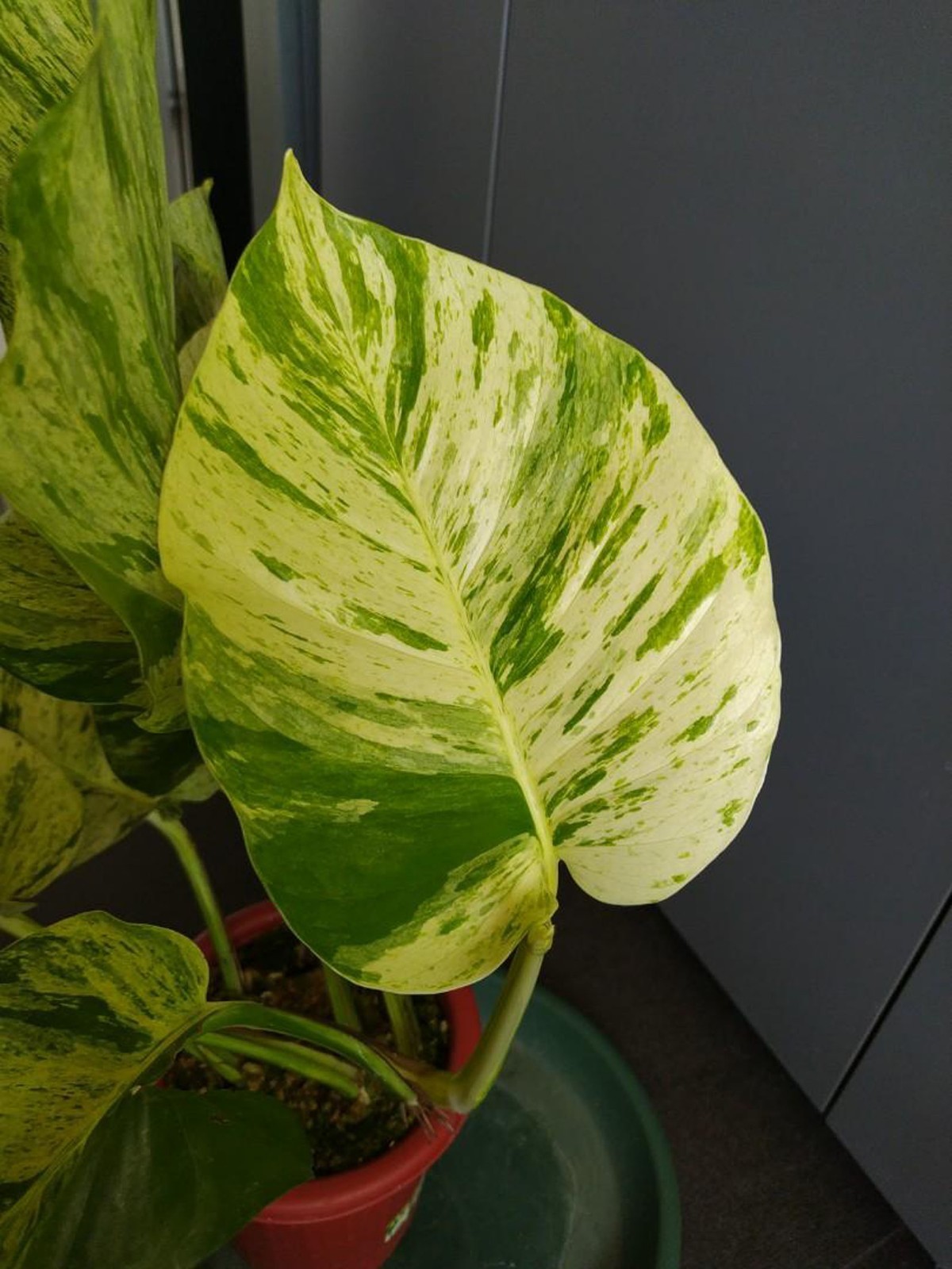Epipremnum Pinnatum Marble Variegated Houseplant Rare Plant