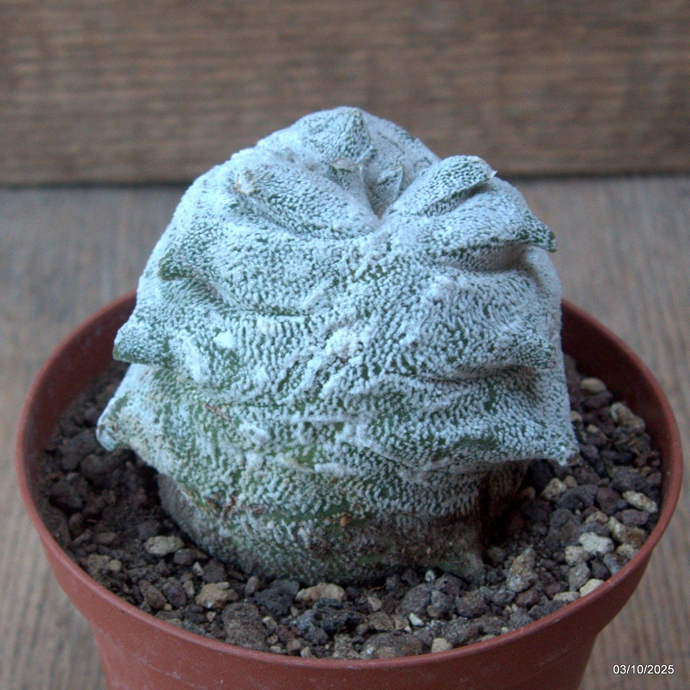 D6880 ASTROPHYTUM COAHUILENSE HAKURAN KIKKO pot10-H8-W7,5 cm MaMa Cac