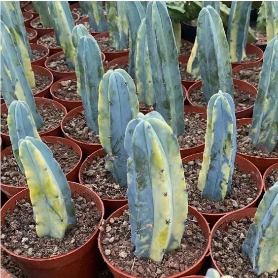 Myrtillocactus Geometrizans Cactus Succulent Plants Variegated Plants USA