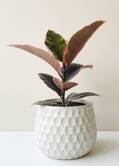 Ruby Rubber Tree Plant Ficus elastica 6″ Pot | Indoor and Outdoor Live Tropical