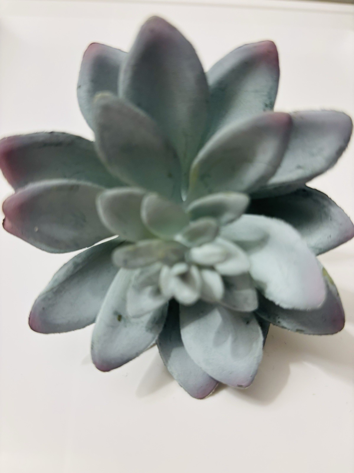 Old East Main Co. Artificial Succulent Flower Stem Plastic Green Gray