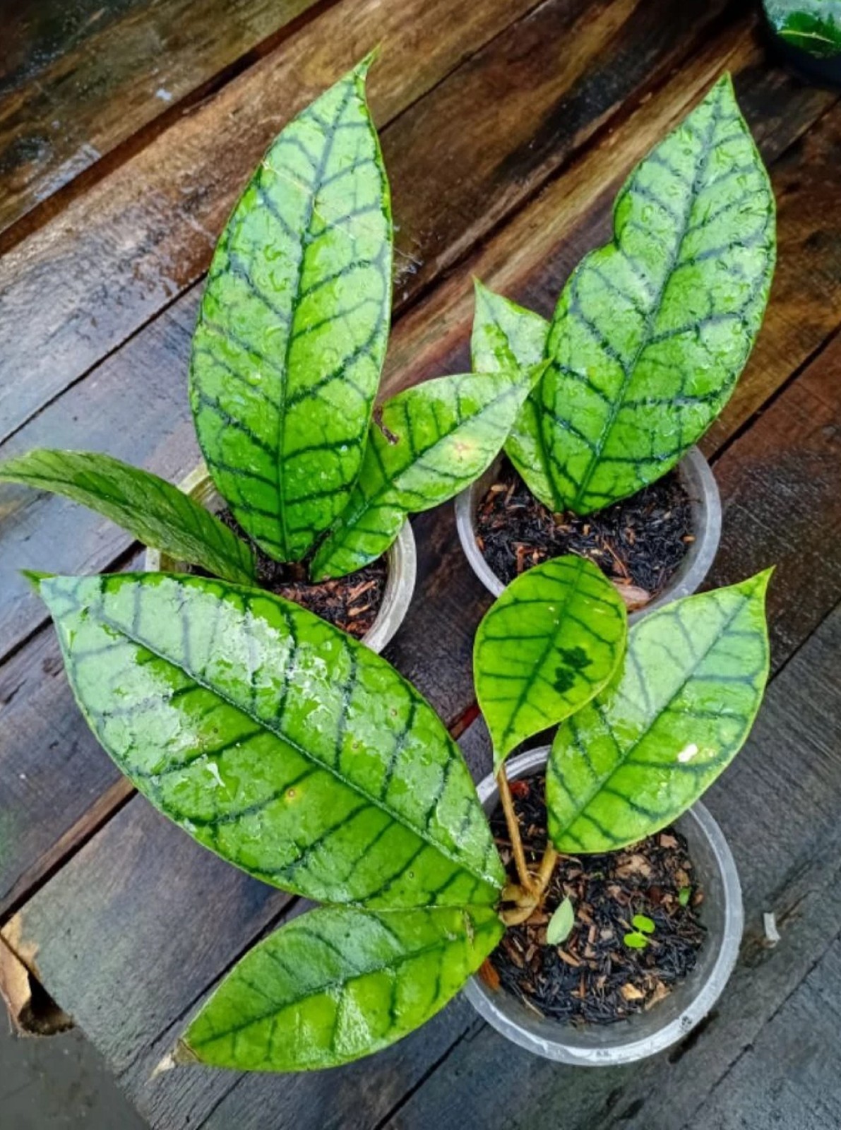 Hoya Callistophylla Live Plant Rare Veined Hoya Exotic Wax Plant Rooted Starter