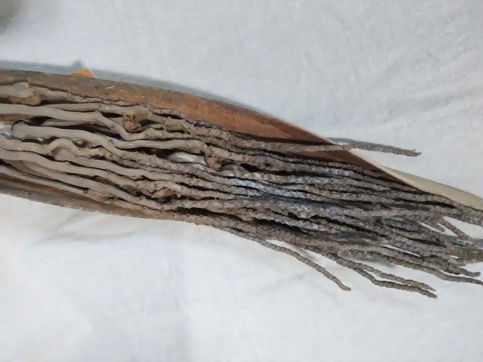 Dried coconut flower bundle decor table/wall accent